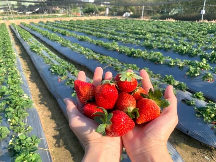 台中採草莓 草莓世界