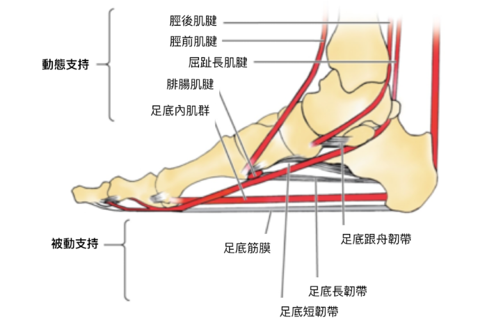 後天性扁平足-1