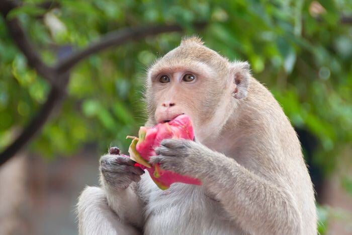 我們都是動物腦