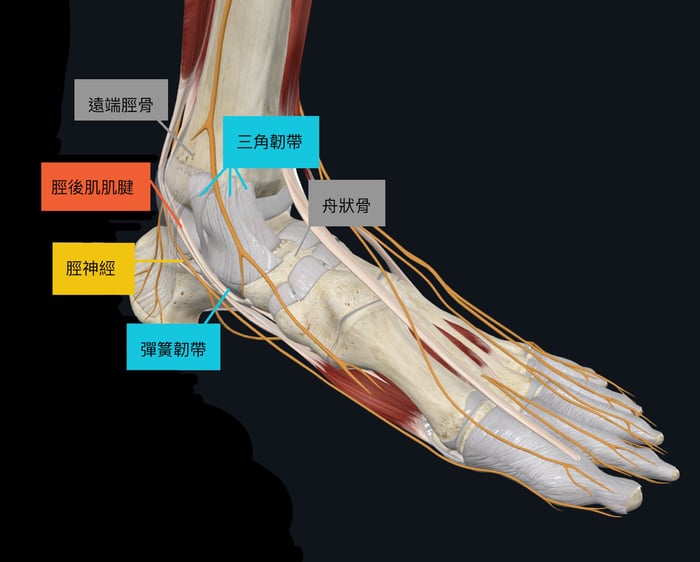 腳踝扭傷 內側