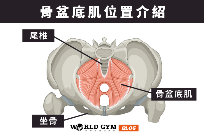 骨盆底肌解剖圖