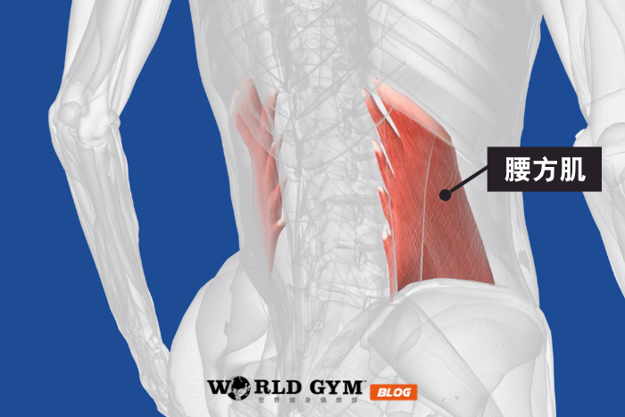 Quadratus Lumborum, QL