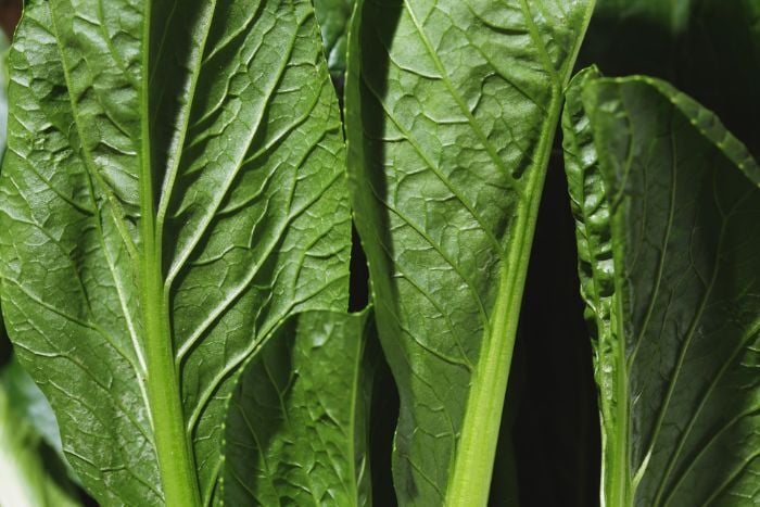 close-up-of-fresh-green-leafy-vegetables