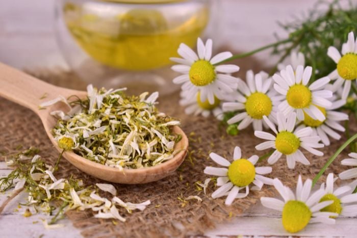 dried-chamomile-for-medicina-tea
