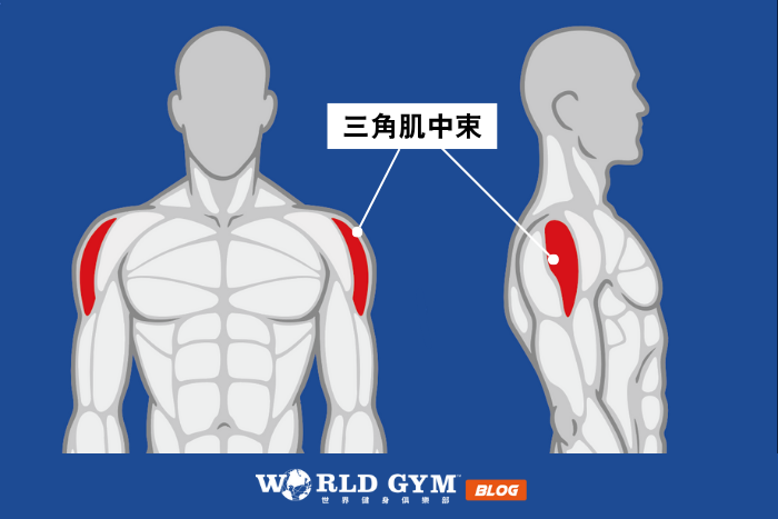三角肌中束剖面圖