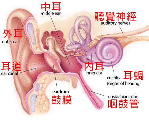 耳朵構造