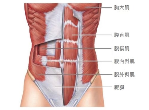 腹肌有三個部分要練：腹直肌、左右腹斜肌、下腹肌肉。  想要有塊塊分明的腹肌，必須加強『腹直肌』的訓練喔！