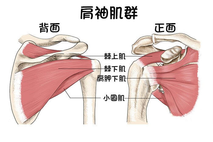 rotator-cuff