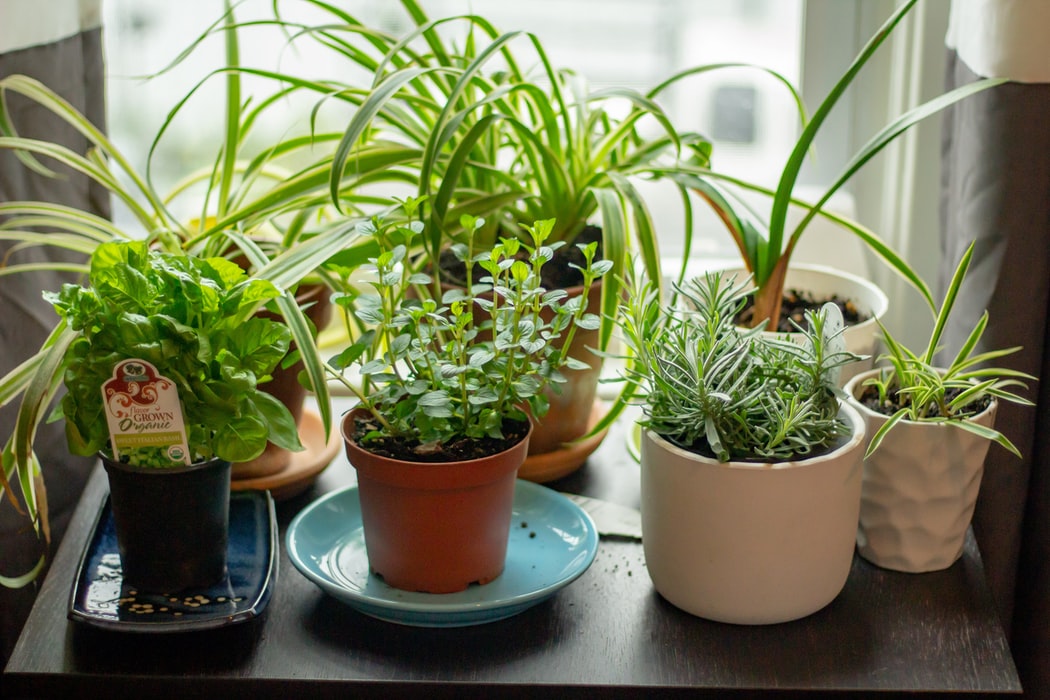 5種香草植物這樣用 清潔環境還能放鬆身心靈