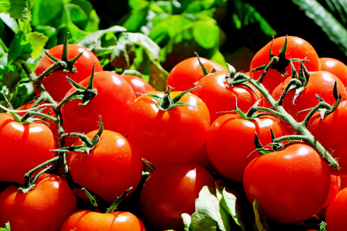 為何女星最愛番茄減肥法？重點就在這3點！